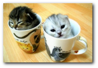 kittens in a cup