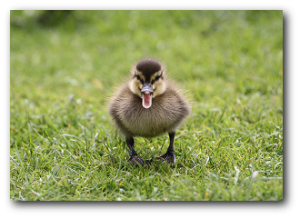 Angry Birds Angry Bird