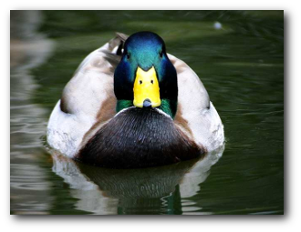 Duck